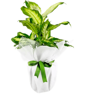 manisa çiçek, manisa çiçekçi, manisa çiçek gönder,