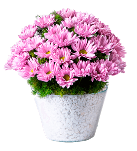 manisa çiçek, manisa çiçekçi, manisa çiçek gönder,