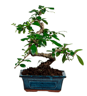 manisa çiçek, manisa çiçekçi, manisa çiçek gönder,