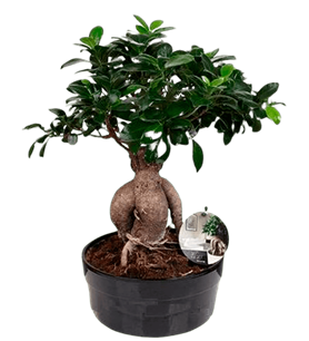 manisa çiçek, manisa çiçekçi, manisa çiçek gönder,